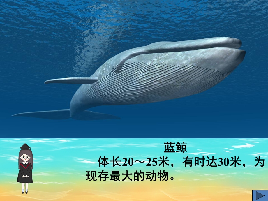 大班科学《海洋生物》PPT课件教案PPT课件.ppt_第3页