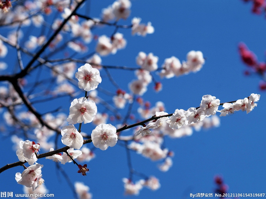 小班国画《手指点花梅花》PPT课件小班国画手指点花梅花.ppt_第3页