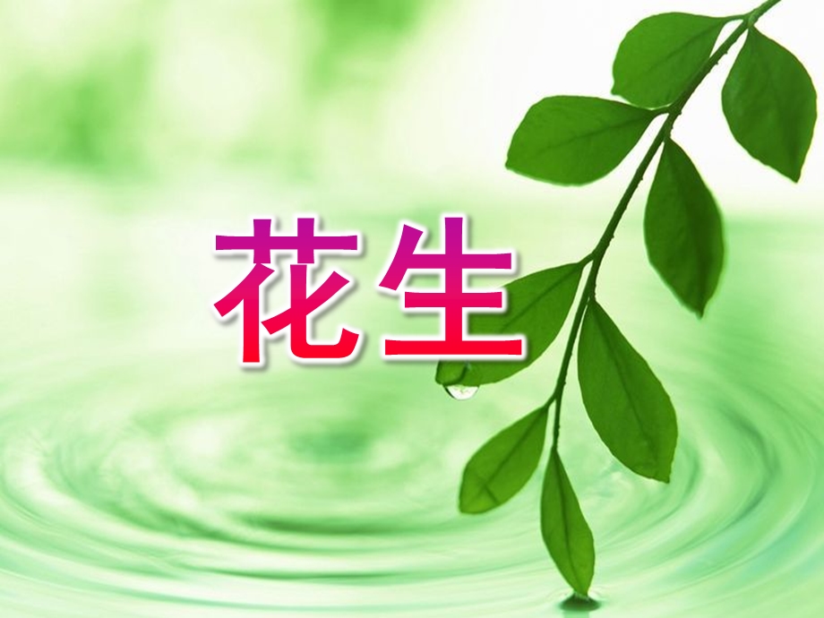 小班科学活动《花生》PPT课件教案.ppt_第1页