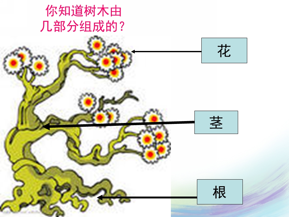 小班科学《认识树木》PPT课件教案认识树木.ppt_第3页