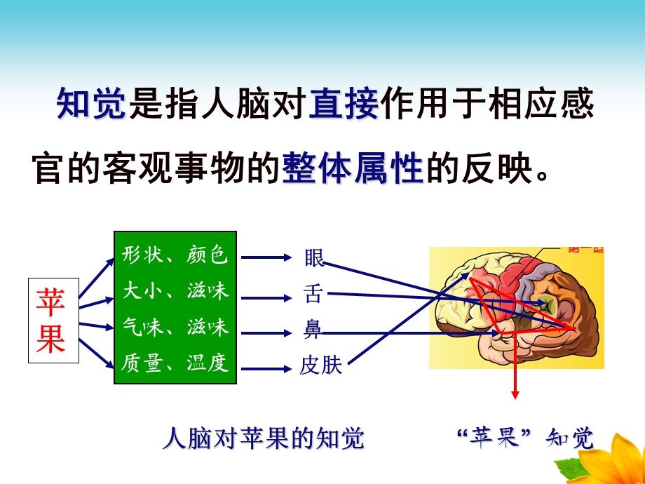 幼儿园感知觉PPT课件幼儿心理学第四章-感知觉课件.ppt_第3页