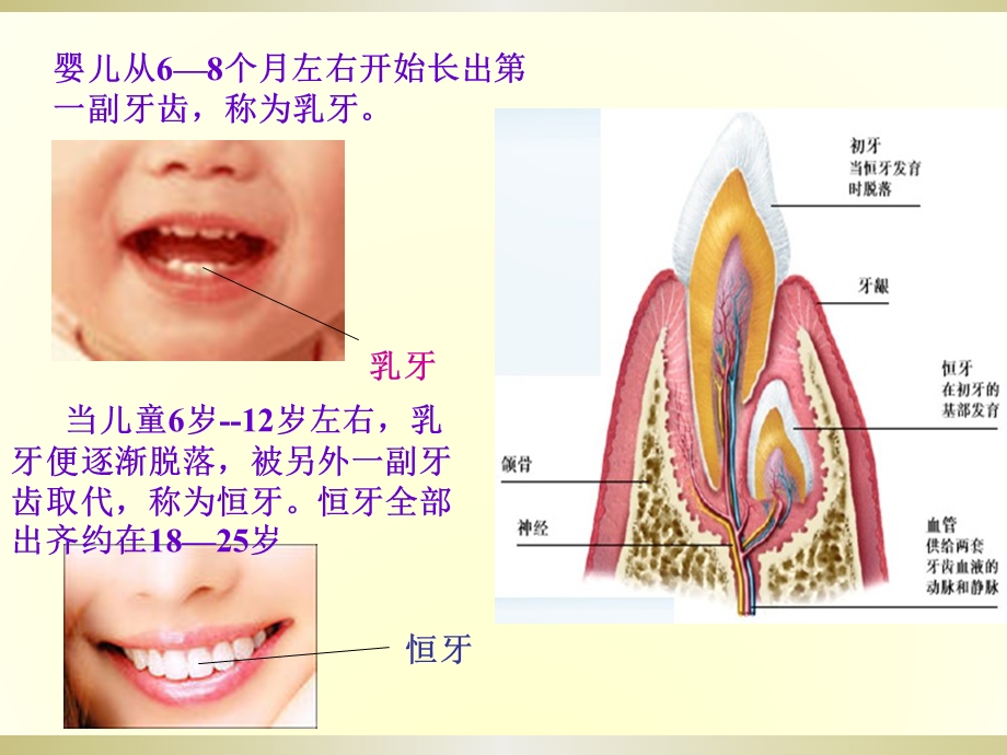 幼儿牙齿PPT课件幼儿牙齿.ppt_第3页