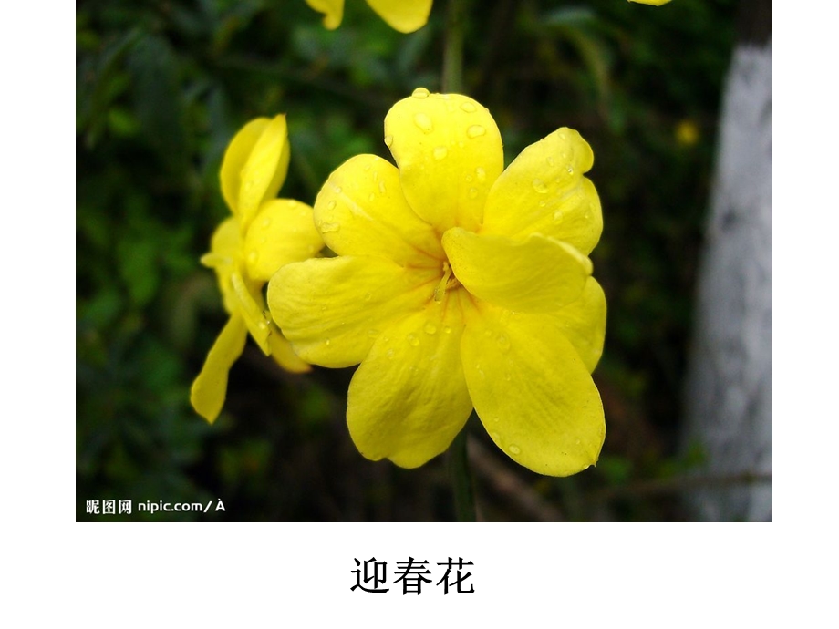 小班美术《春花的花》PPT课件小班美术：春花的花.ppt_第3页