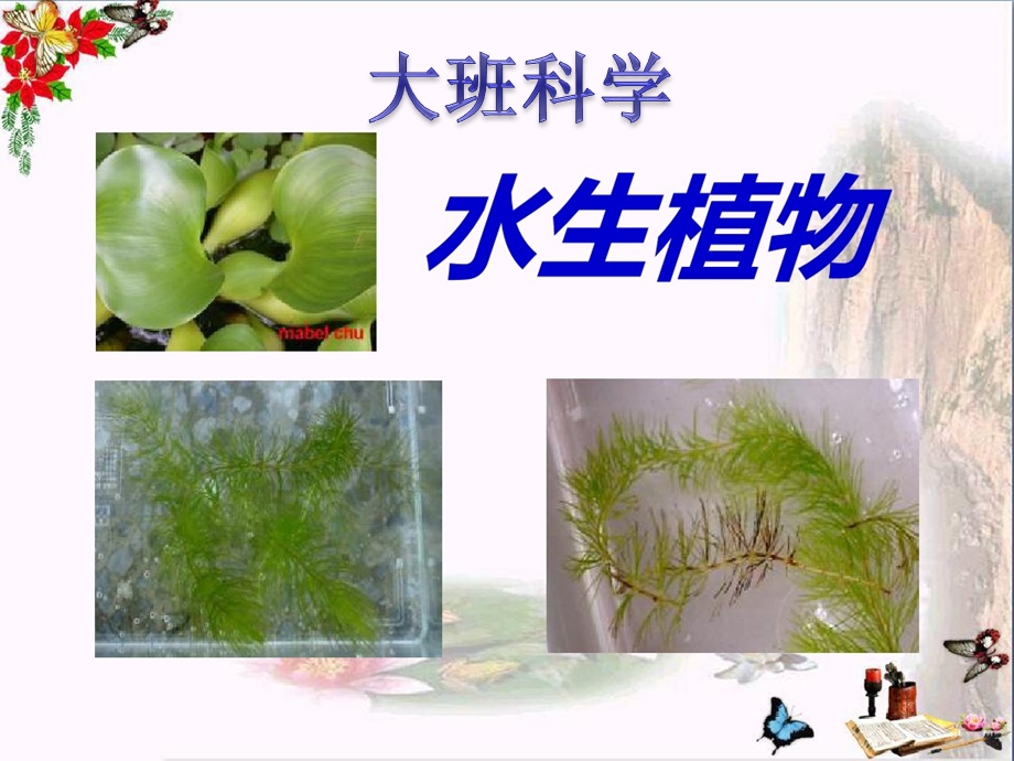 大班科学《水生植物》PPT课件教案大班科学水生植物.ppt_第1页