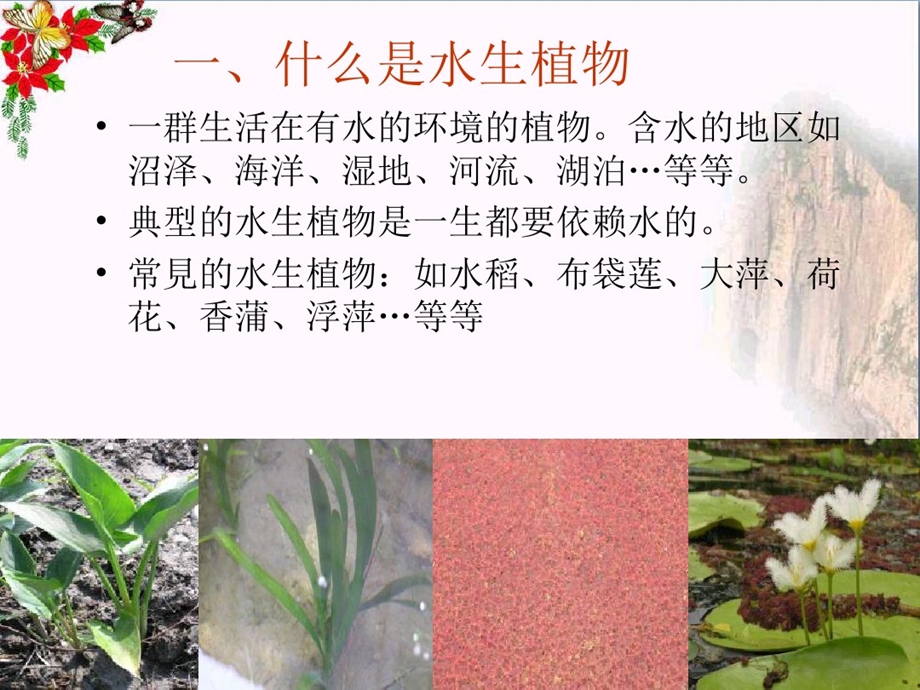 大班科学《水生植物》PPT课件教案大班科学水生植物.ppt_第2页