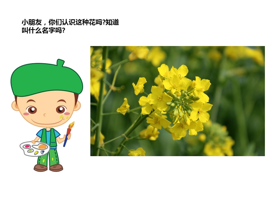 大班美术《美丽的油菜花》PPT课件教案PPT课件.ppt_第3页