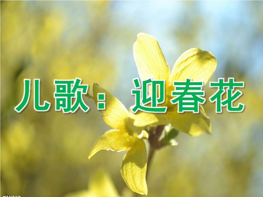 小班儿歌《迎春花》PPT课件教案音乐小班儿歌迎春花.ppt_第1页