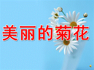 小班科学《美丽的菊花》PPT课件教案配音PPT课件.pptx