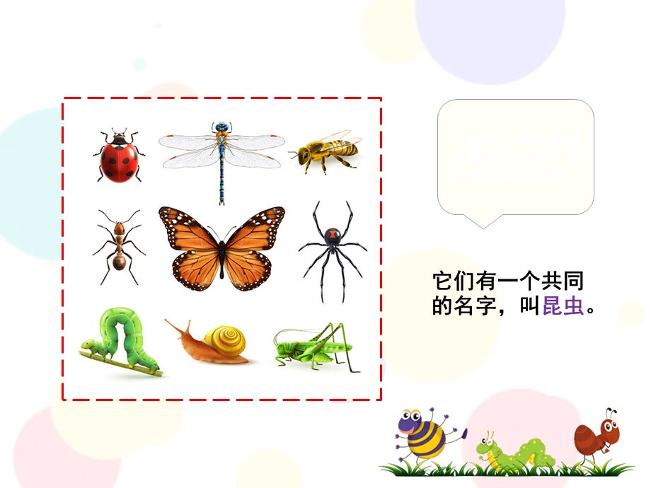 幼小衔接科学《认识昆虫》PPT课件幼小衔接课件科学-认识昆虫.ppt_第2页