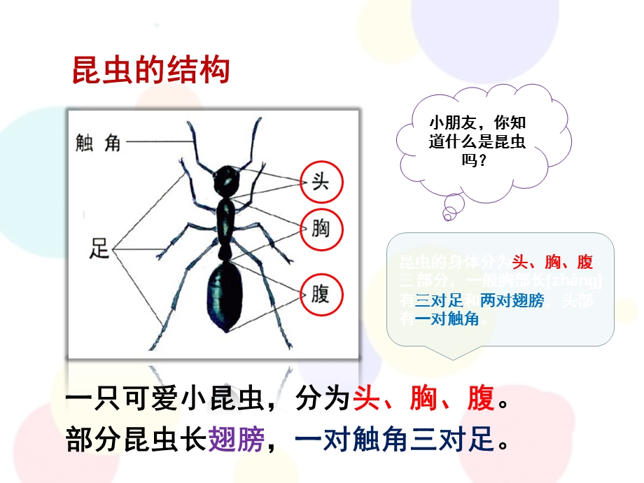 幼小衔接科学《认识昆虫》PPT课件幼小衔接课件科学-认识昆虫.ppt_第3页