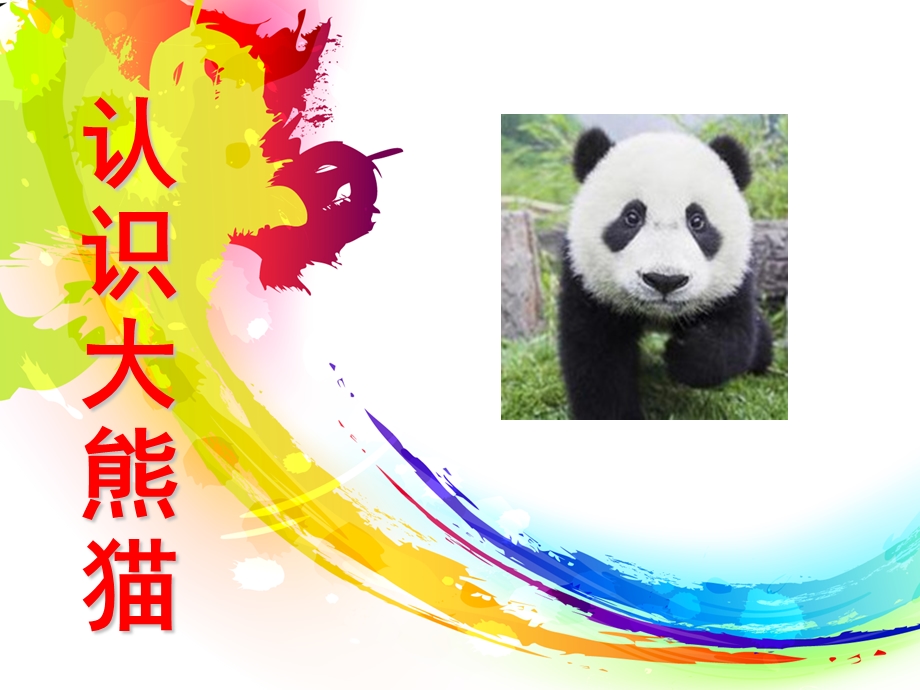 幼儿园《认识大熊猫》PPT课件教案《认识大熊猫》课件.pptx_第1页