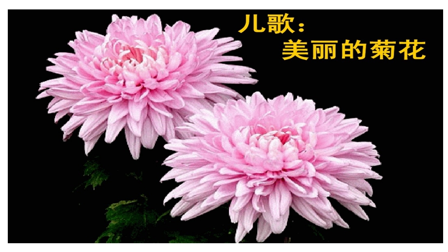 幼儿园科学《美丽的菊花》PPT课件教案科学《美丽的菊花》.ppt_第2页