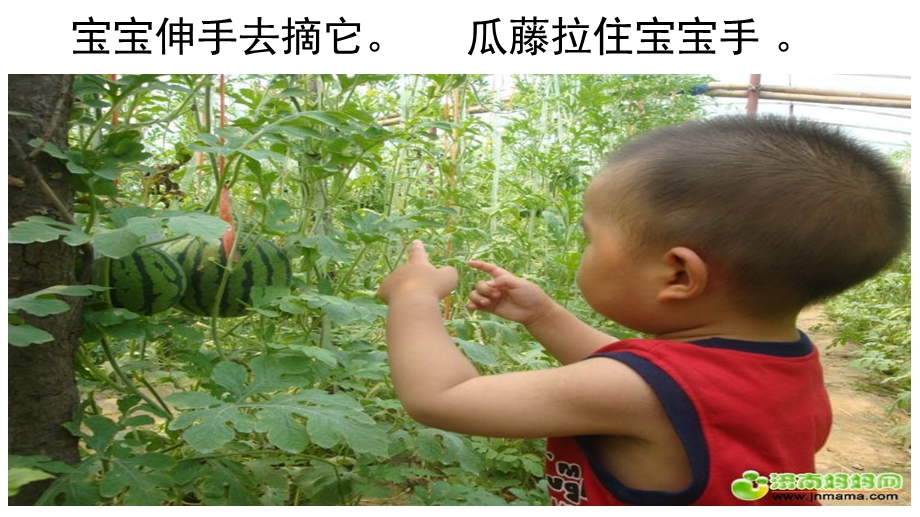 幼儿园识字《一朵花来一个瓜》PPT课件一朵花来一个瓜.pptx_第3页