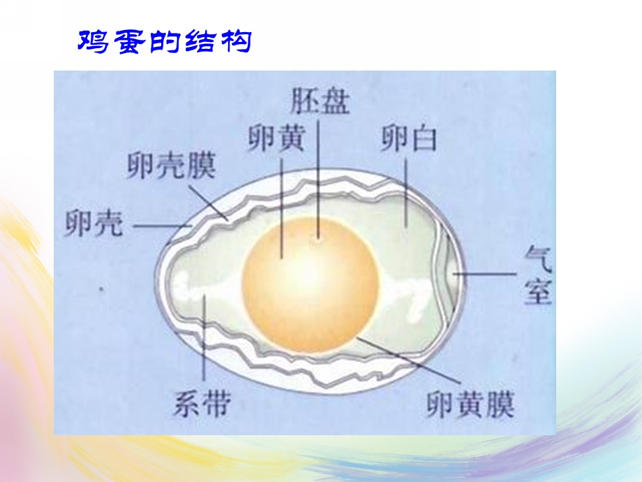 大班科学《保护蛋宝宝》PPT课件教案保护蛋宝宝.pptx_第3页