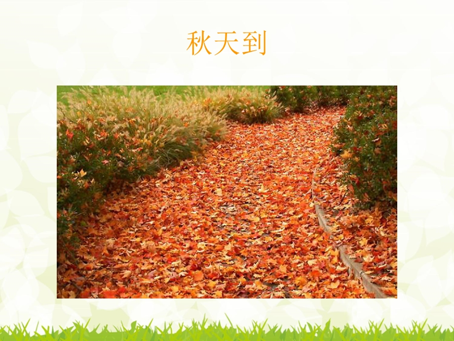 小班科学《美丽的菊花》PPT课件教案small82ab9b3942d28c356dfbe38387b482d4.pptx_第2页