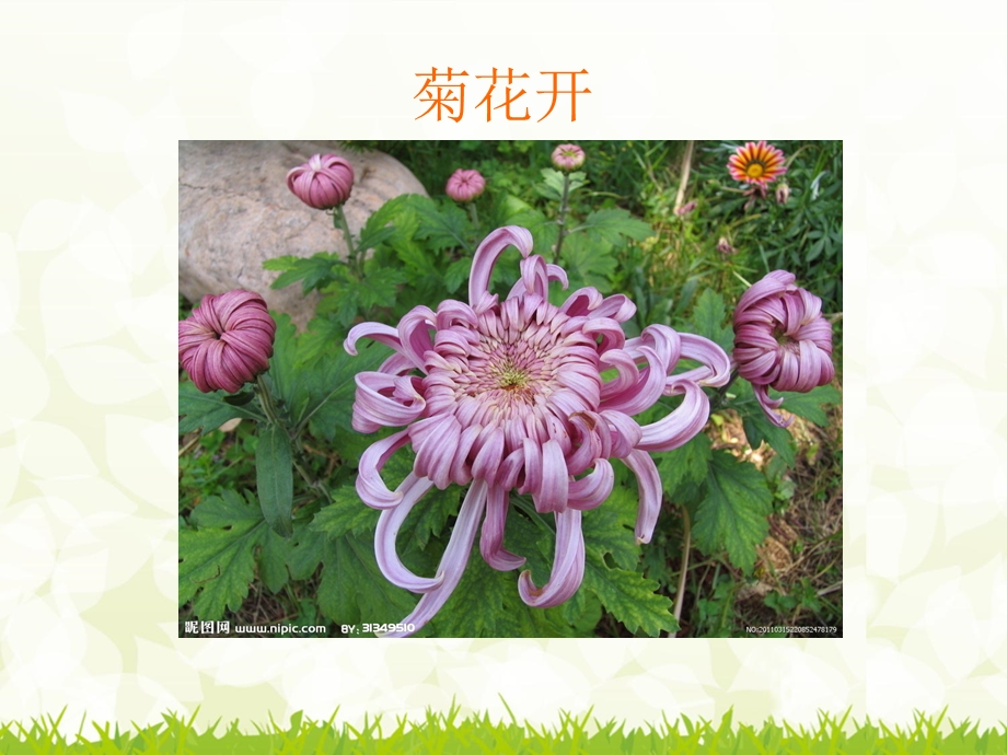 小班科学《美丽的菊花》PPT课件教案small82ab9b3942d28c356dfbe38387b482d4.pptx_第3页