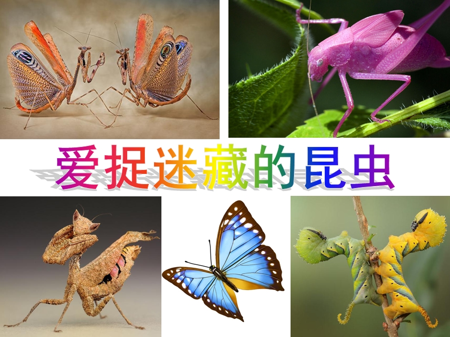 中班科学《爱捉迷藏的昆虫》PPT课件教案PPT课件.pptx_第1页